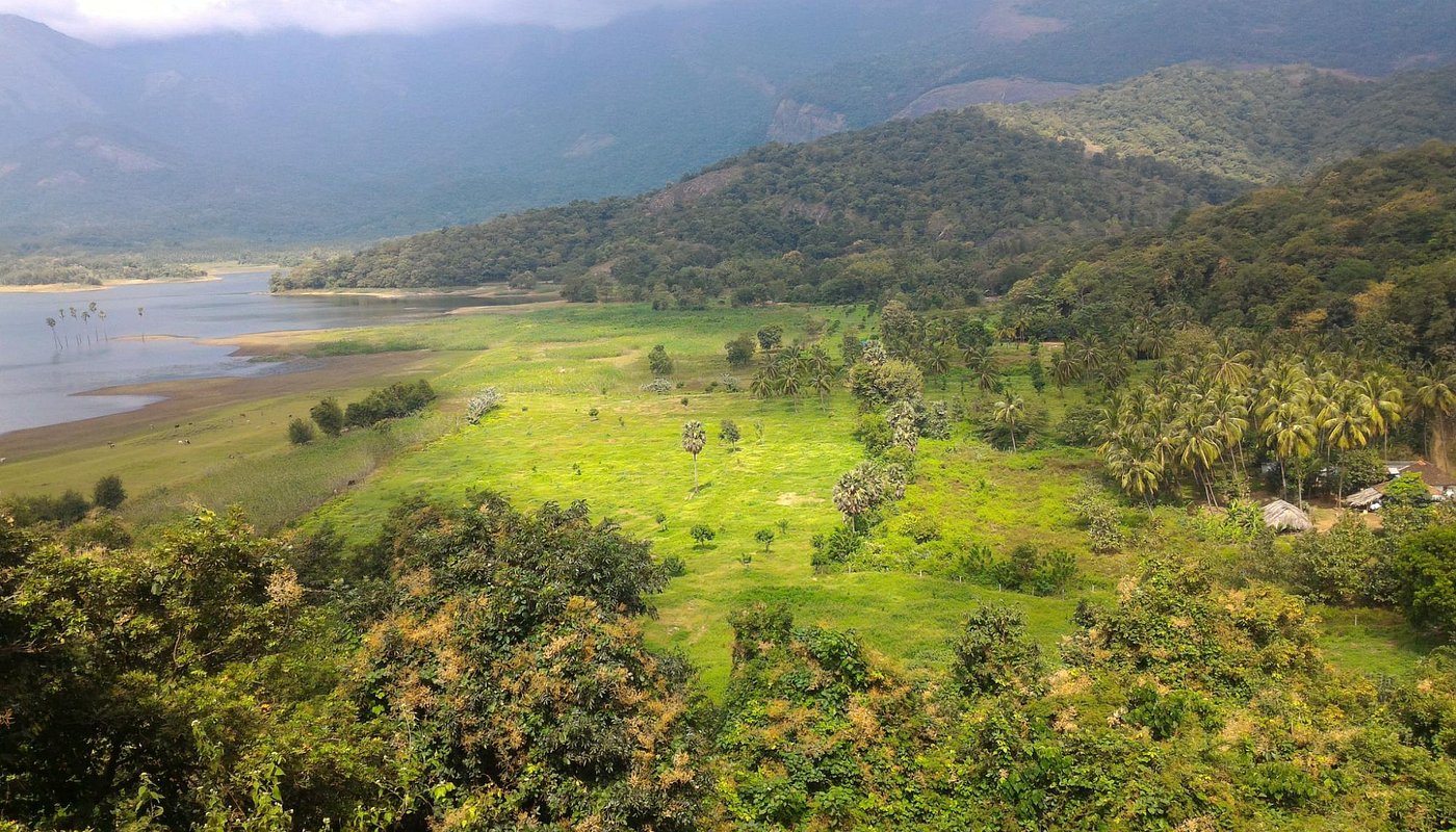 Kava Palakkad