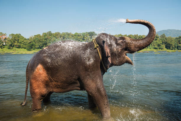 Mangalamkunnu Elephant Castle, Palakkad entry details