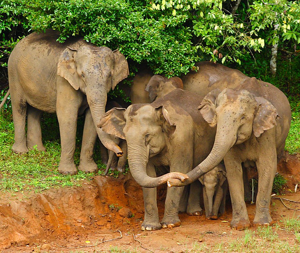 Mangalamkunnu Elephant Castle, Palakkad attraction