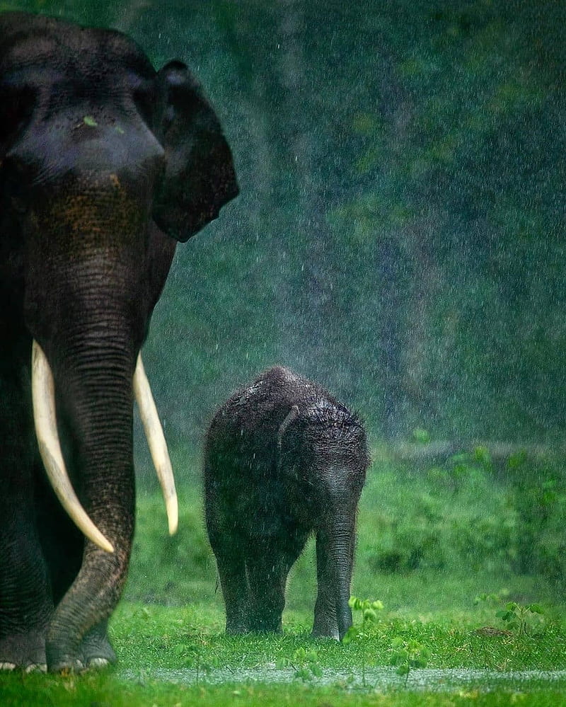 Mangalamkunnu Elephant Castle, Palakkad view